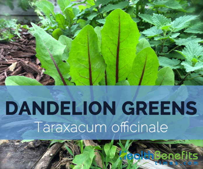 Dandelion Greens For Queen Pine Turtles