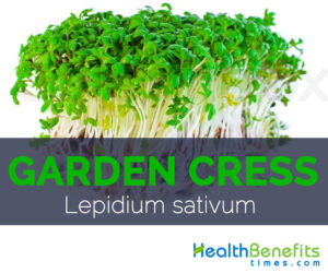 Garden Cress - Lepidium sativum