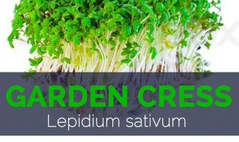 Garden Cress - Lepidium sativum
