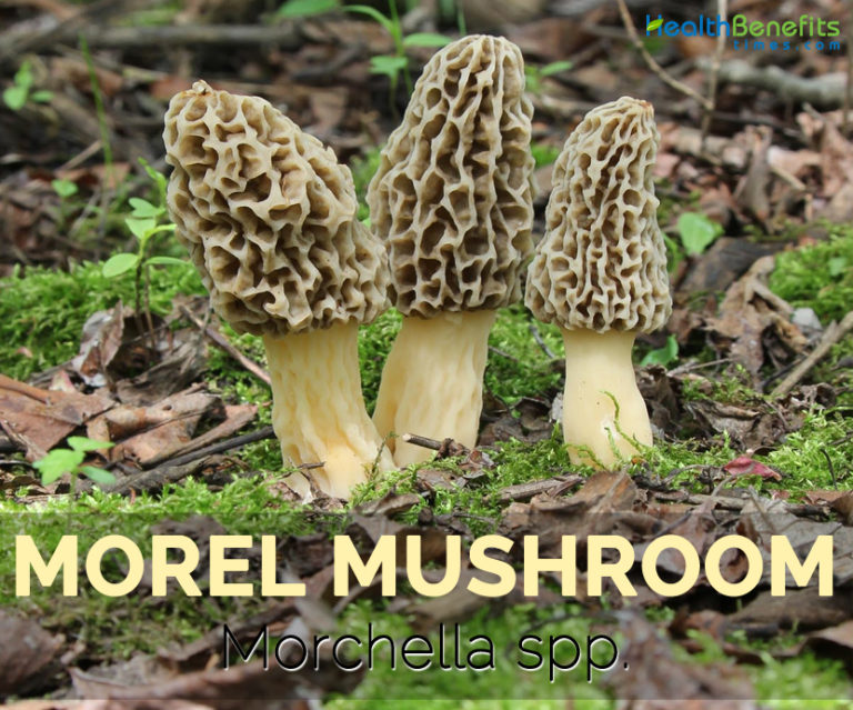 Morel mushroom Facts, Health Benefits and Nutritional Value