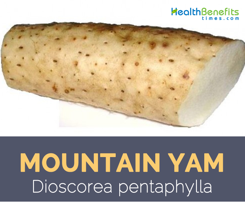Mountain Yam - Dioscorea pentaphylla
