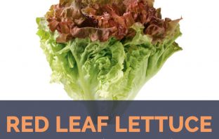 Red Leaf Lettuce - Lactuca sativa var. crispa
