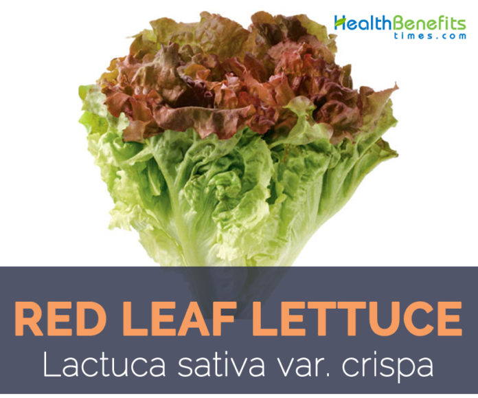 Red Leaf Lettuce, Health Benefits and Nutritional Value