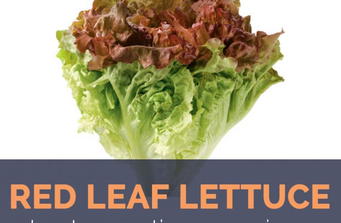 Red Leaf Lettuce Health Benefits And Nutritional Value