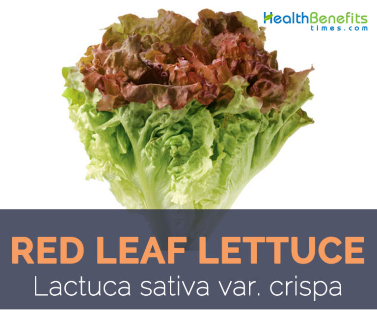 Red Leaf Lettuce, Health Benefits and Nutritional Value