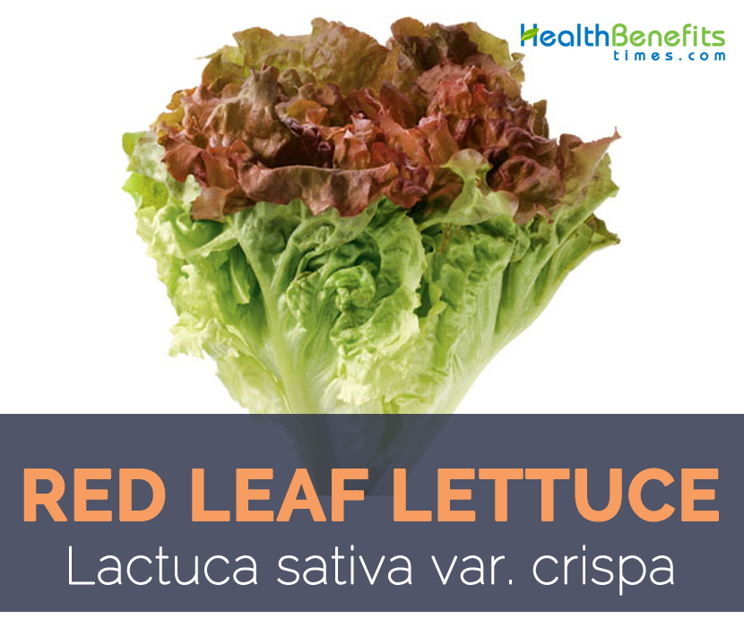 Red Leaf Lettuce - Lactuca sativa var. crispa