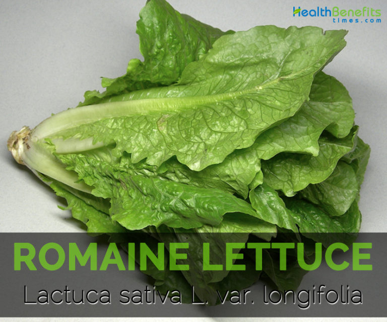 Romaine lettuce Facts, Health Benefits & Nutritional Value