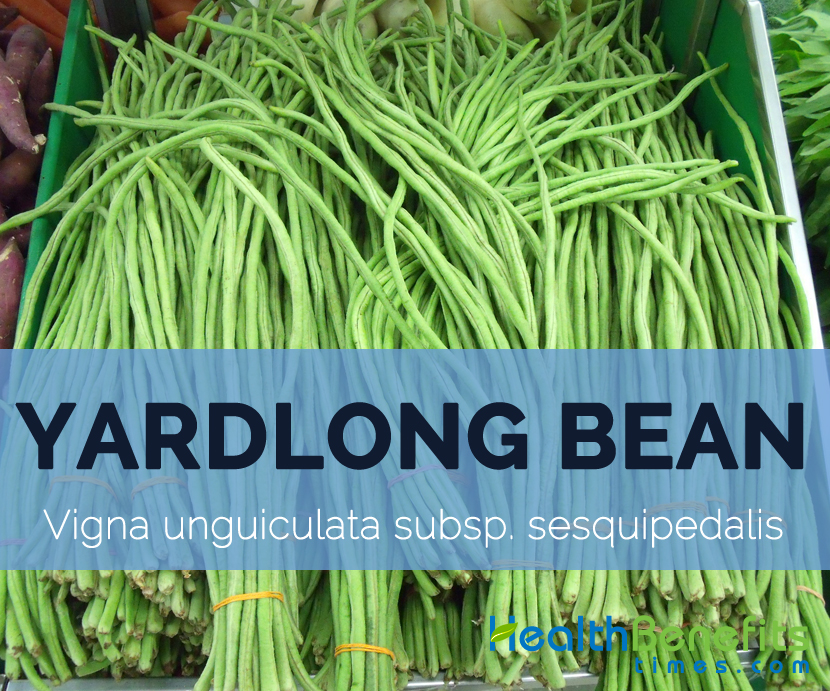 Yardlong-bean---Vigna-unguiculata-subsp.-sesquipedalis