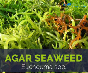 Agar seaweed facts
