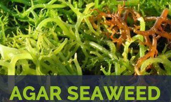 Agar seaweed facts