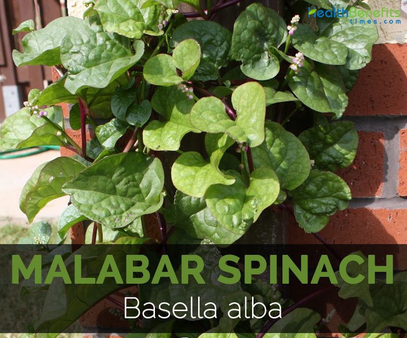 Malabar-spinach--Basella-alba