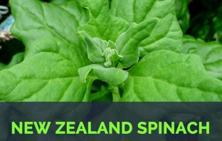 New Zealand spinach - Tetragonia tetragonioides