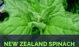 New Zealand spinach - Tetragonia tetragonioides