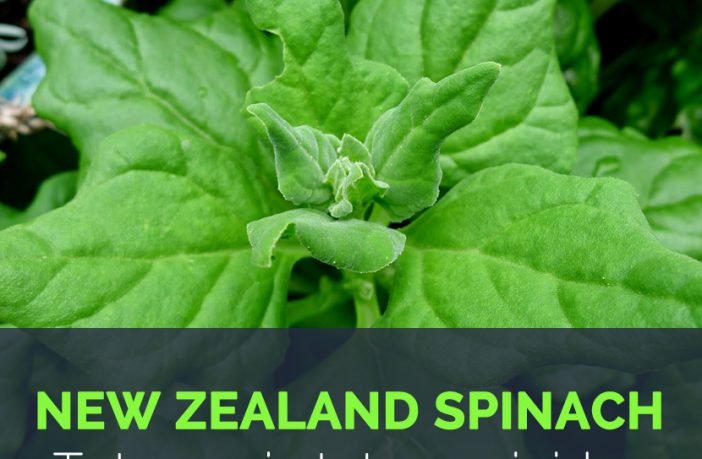 New Zealand Spinach Health Benefits And Nutritional Value