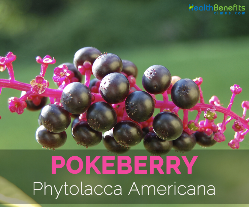 Pokeberry---Phytolacca-Americana
