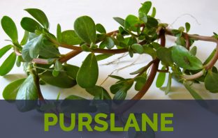 Purslane facts and health benefits