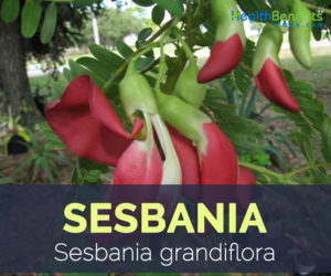 Sesbania facts and health benefits