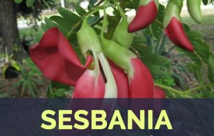 Sesbania facts and health benefits