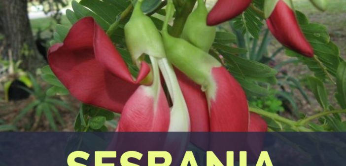 Sesbania facts and health benefits