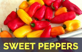 Sweet peppers facts and health benefits
