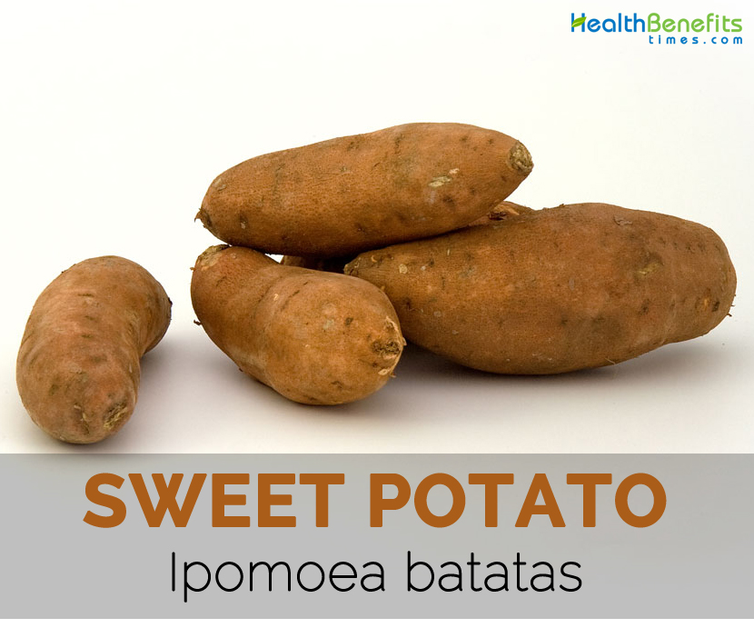 Sweet-potato---Ipomoea-batatas