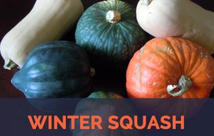 Winter Squash facts and health benefits