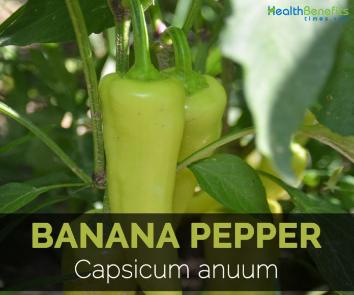 Banana pepper Facts, Health Benefits and Nutritional Value