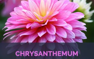 Chrysanthemum facts and health benefits