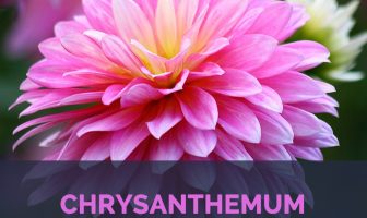 Chrysanthemum facts and health benefits