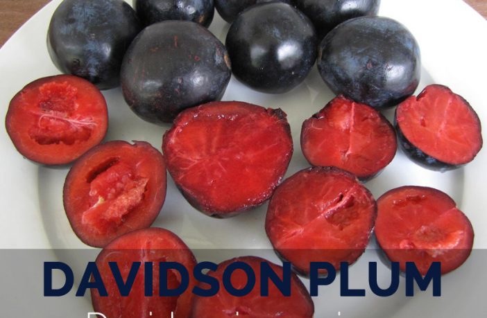 Davidson Plum Facts Health Benefits And Nutritional Value