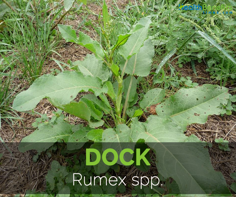 Dock---Rumex-spp.