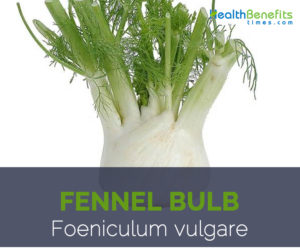 Fennel Bulb health benefits