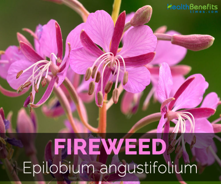 Fireweed Facts, Health Benefits and Nutritional Value