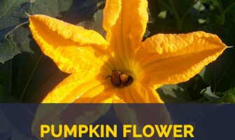 Health benefits of Pumpkin flowers
