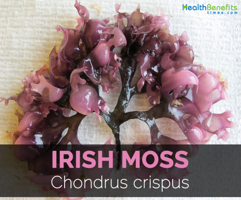 Irish moss Facts, Health Benefits and Nutritional Value