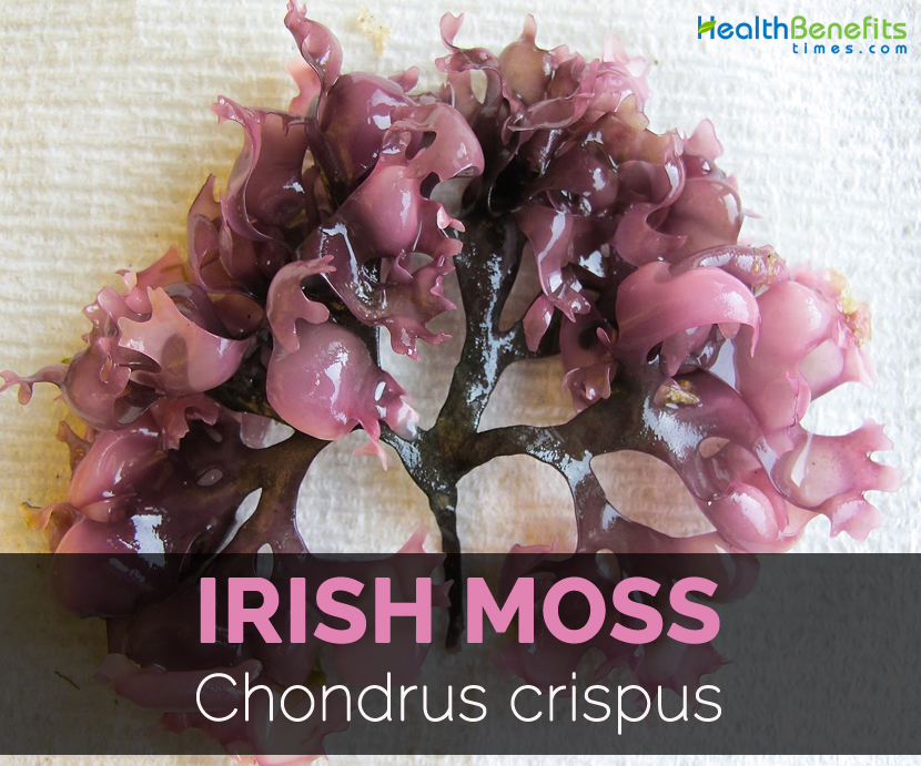 Irish-moss-Chondrus-crispus