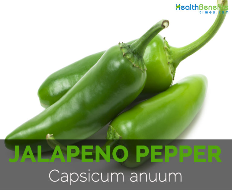 Jalapeno pepper Facts, Health Benefits & Nutritional Value