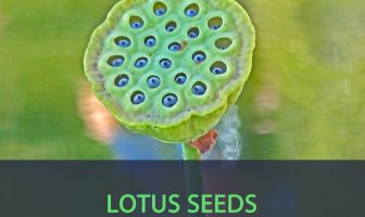 Lotus seeds facts and health benefits