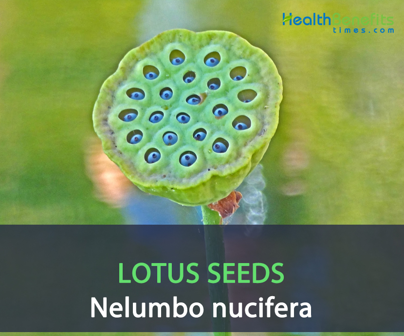 Lotus seeds facts and health benefits