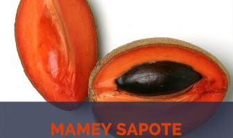 Mamey Sapote facts and health benefits