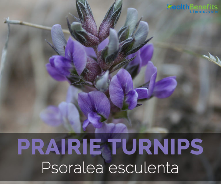 Prairie Turnips Facts, Health Benefits & Nutritional Value