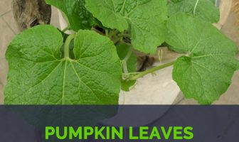 Pumpkin leaves facts and