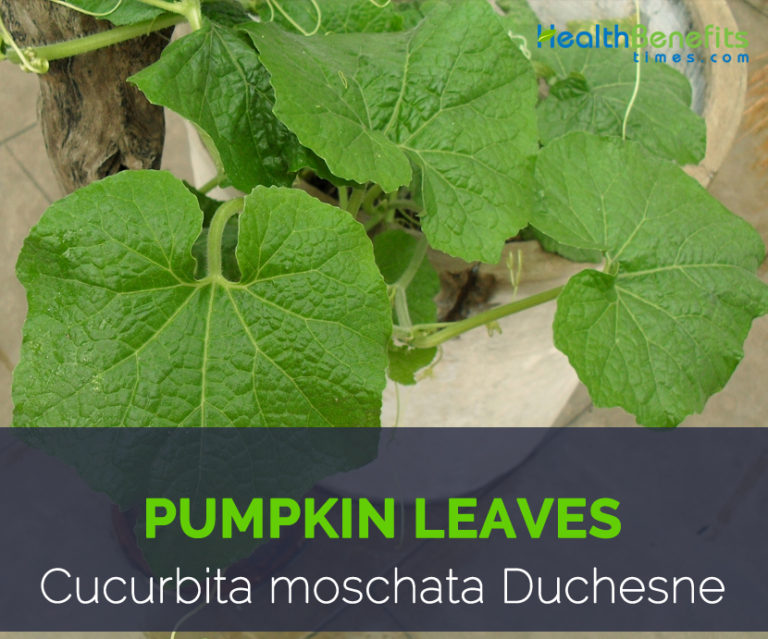 Pumpkin leaves facts and health benefits
