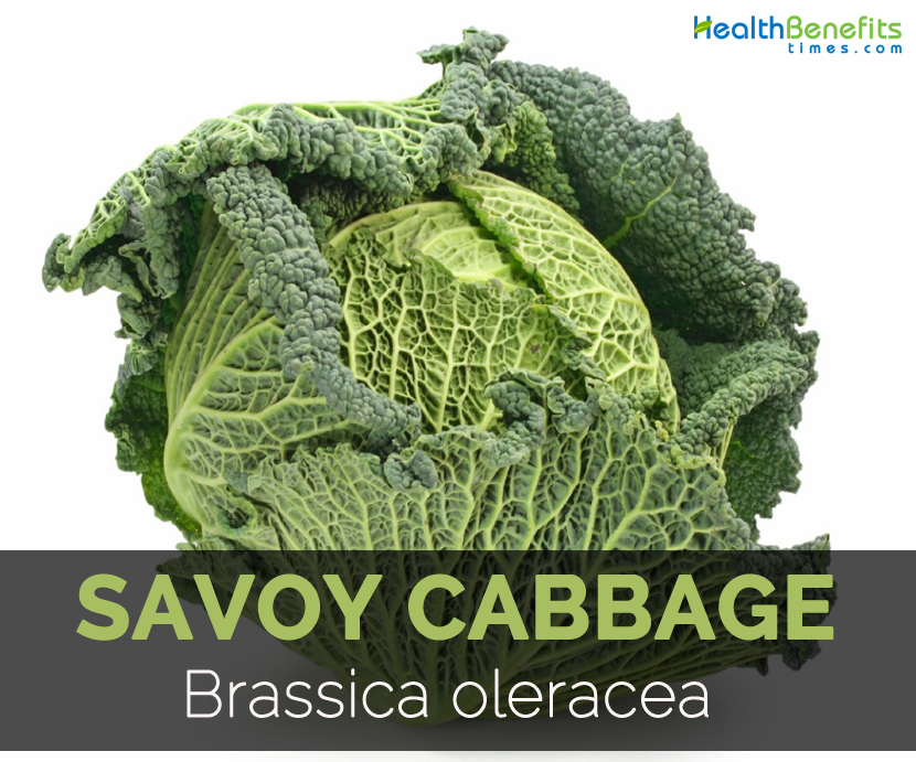 Savoy-Cabbage---Brassica-oleracea
