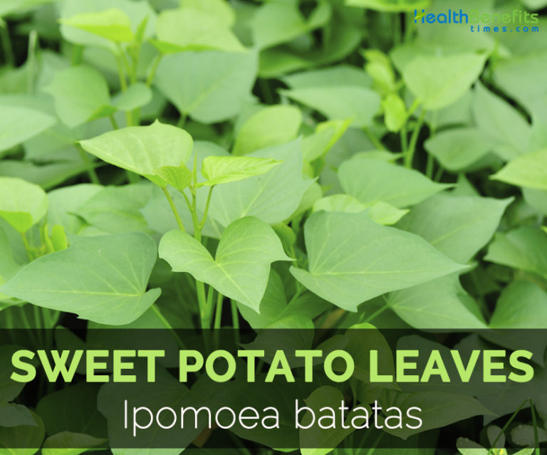 Sweet potato leaves Health Benefits and Nutritional Value