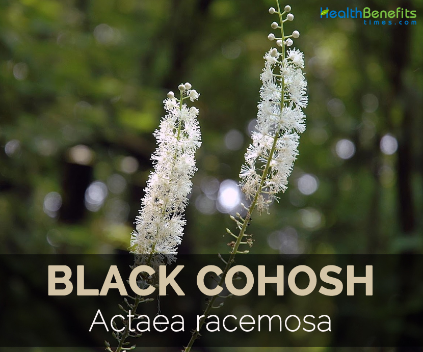 black-cohosh-actaea-racemosa