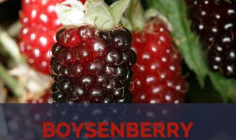 Boysenberry facts and health benefits