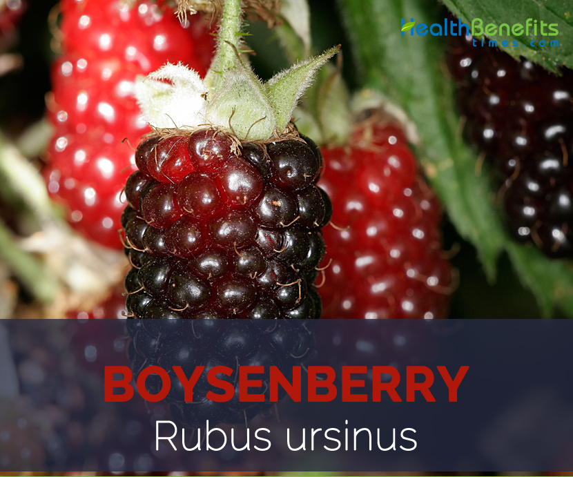 Boysenberry facts and health benefits