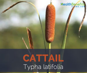 Cattail facts and health benefits