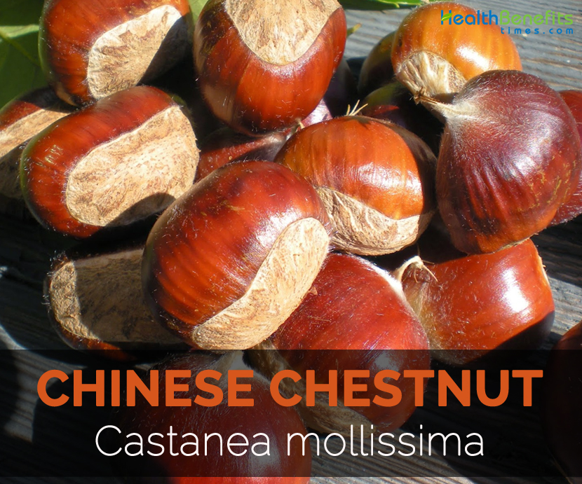 chinese-chestnut-castanea-mollissima